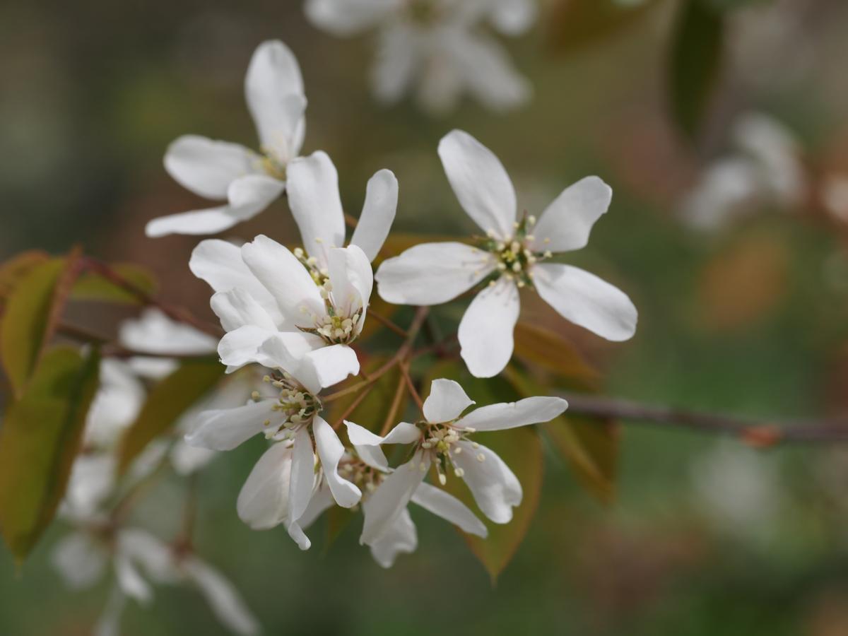 June Berry, Serviceberry flower